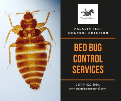 Cockroach Control Colorado Springs