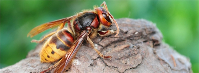 Professional Hornets Control Service in Colorado Springs