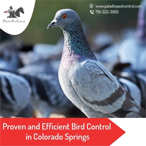 Proven and Efficient Bird Control in Colorado Springs